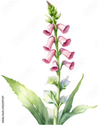 Intricate watercolor foxglove flower clipart for digital scrapbooking. 