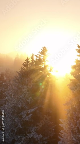 Wallpaper Mural The enchanting sunrise filters through the snowy trees in a serene and misty forest view Torontodigital.ca