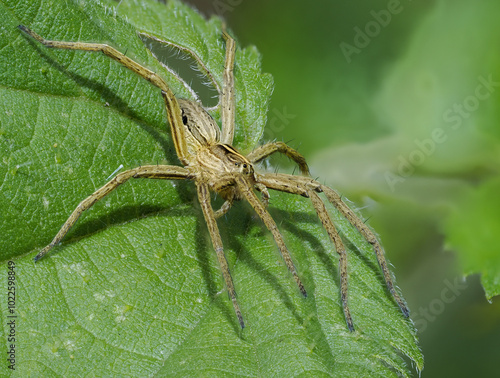 Photography Listspinne (Pisaura mirabilis)