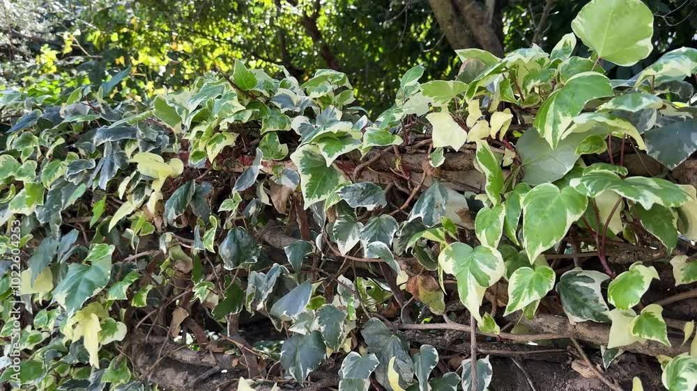 Ivy hedera leaves on the fence. Ivy hedera leaves on the fence.