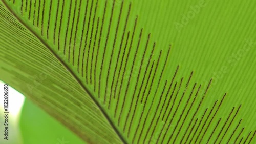 Bird’s nest fern. Spores under the leaves.
 photo