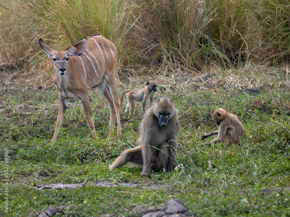 Fototapeta premium Bärenpavian&nbsp;oder&nbsp;Tschakma&nbsp;(Papio ursinus) und Sambesi-Großkudu (Strepsiceros zambesiensis)