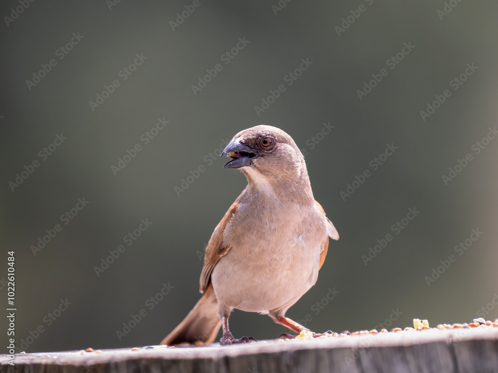 Naklejka premium Graukopfsperling (Passer griseus)