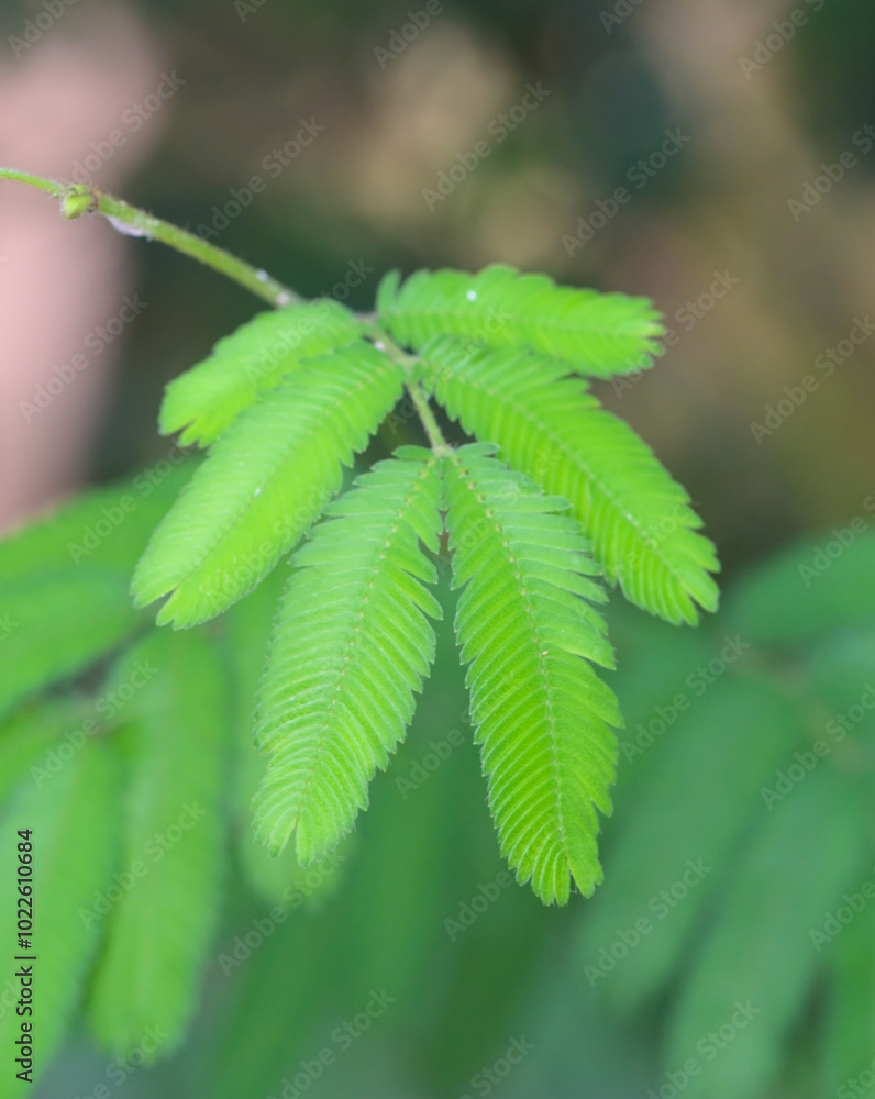 Beautiful close-up of the leaves of calliandra tweediei Beautiful close-up of the leaves of calliandra tweediei