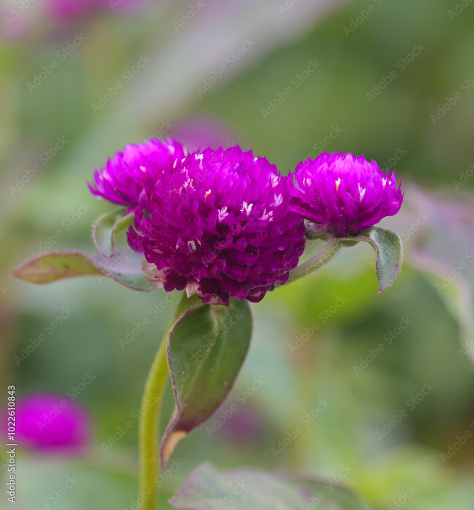 Beautiful close-up of gomphrena globosa flower Beautiful close-up of gomphrena globosa flower