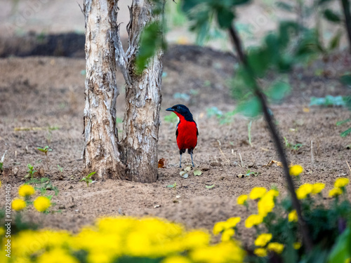 Rotbauchwürger (Laniarius atrococcineus)