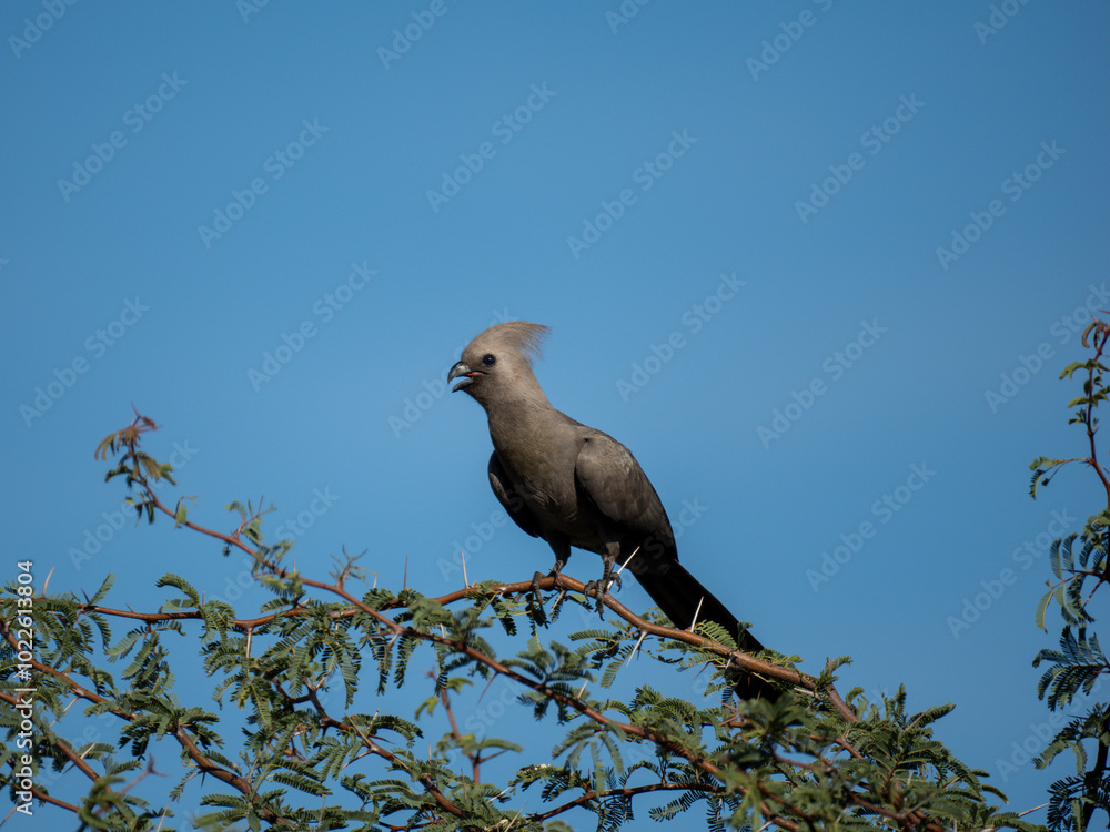 Graulärmvogel (Crinifer concolor)