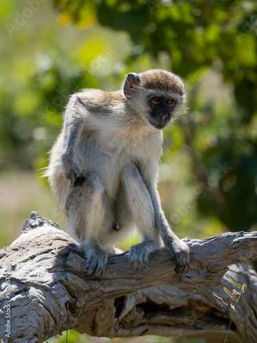 Südliche Grünmeerkatze (Chlorocebus pygerythrus) photo