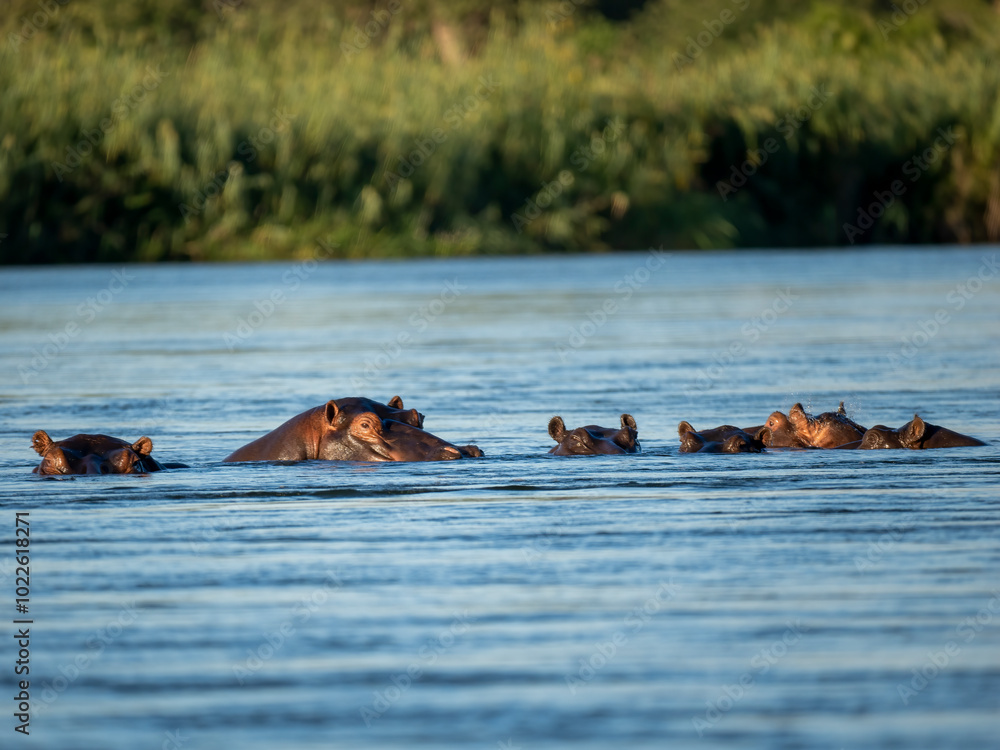 Flusspferd (Hippopotamus amphibius) Flusspferd (Hippopotamus amphibius)