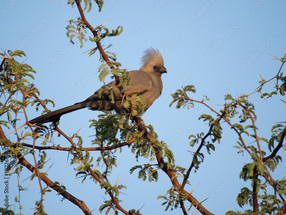 Graulärmvogel (Crinifer concolor) Graulärmvogel (Crinifer concolor)