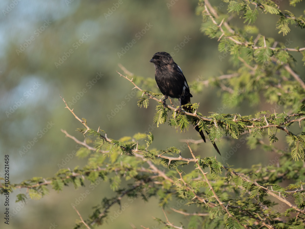 Elsterwürger (Lanius melanoleucus) Elsterwürger (Lanius melanoleucus)