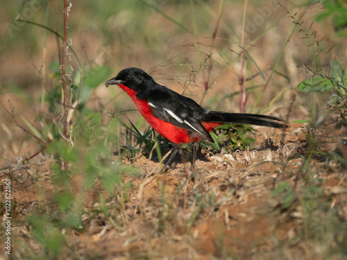 Rotbauchwürger (Laniarius atrococcineus)