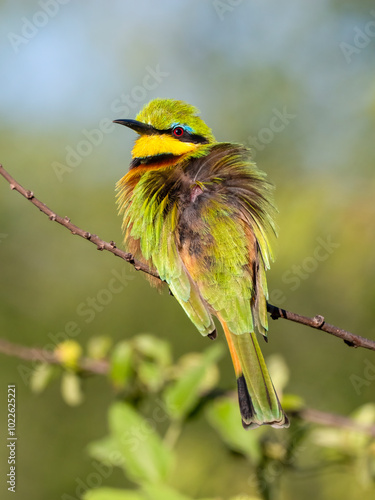 Zwergspint (Merops pusillus) photo