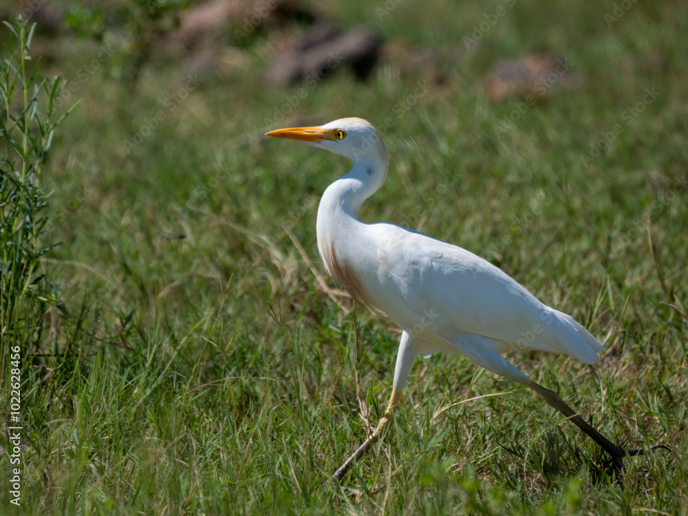 Kuhreiher (Bubulcus ibis) Kuhreiher (Bubulcus ibis)