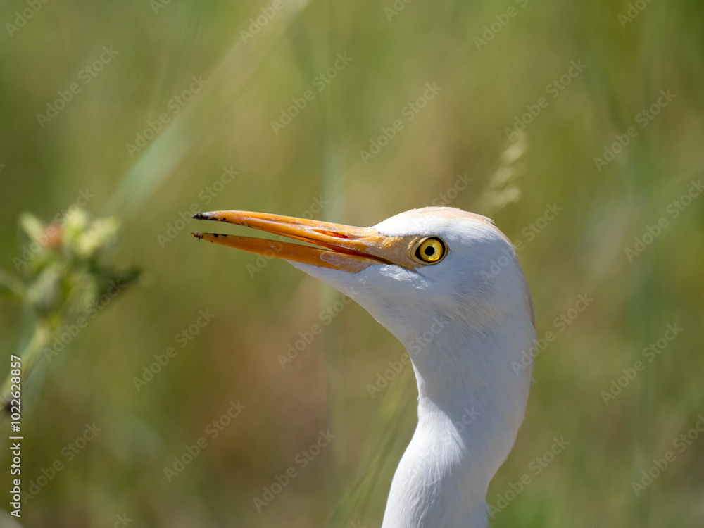 Kuhreiher (Bubulcus ibis)