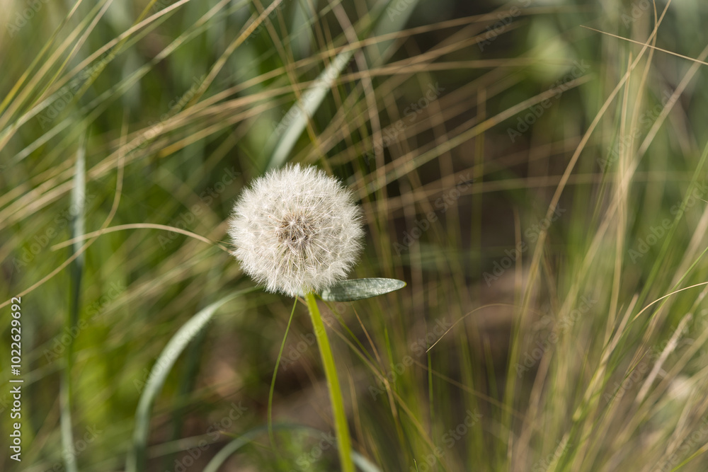 Fototapeta premium たんぽぽ