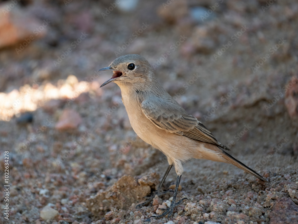 Rostschwanz-Steinschmätzer (Oenanthe familiaris) Rostschwanz-Steinschmätzer (Oenanthe familiaris)