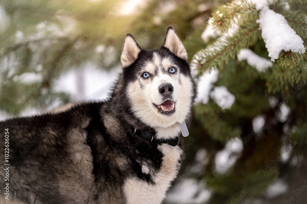 Women walk their husky dogs in the park in winter. Women walk their husky dogs in the park in winter.