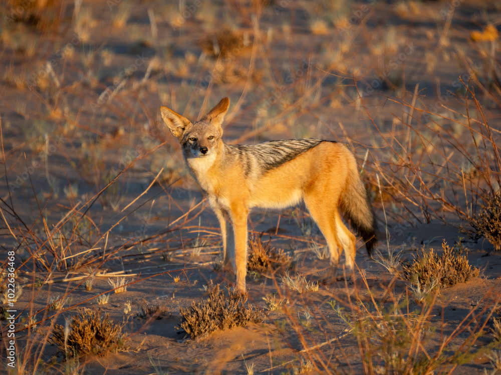 Fototapeta premium Schabrackenschakal (Lupulella mesomelas