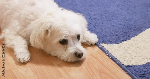 Cute white dog looking at the owner while lying on the floor.