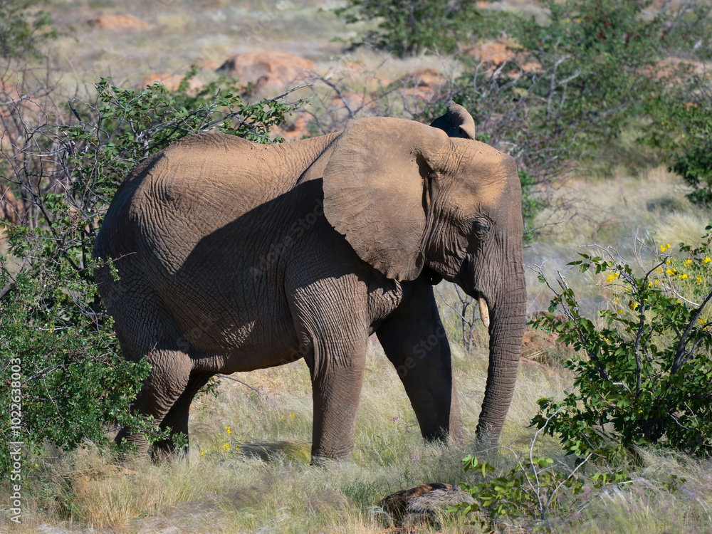 Fototapeta premium Afrikanische Elefant (Loxodonta africana), Wüstenelefant