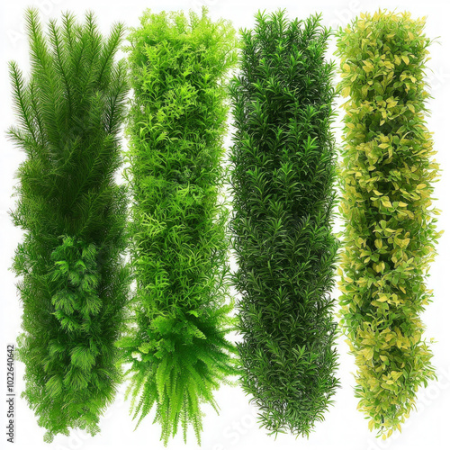 Aquarium Plants Isolated