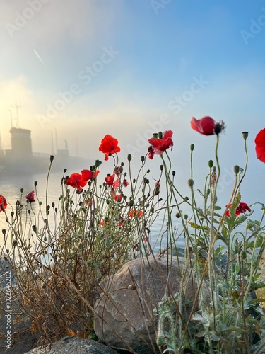 Red poppies blooming on rocky terrain by the water during a misty sunrise. The soft morning light highlights the contrast between the delicate flowers and the urban background shrouded in fog.