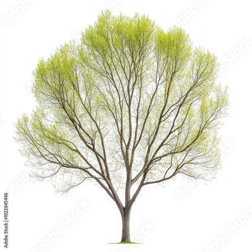 Poplar Tree Isolated