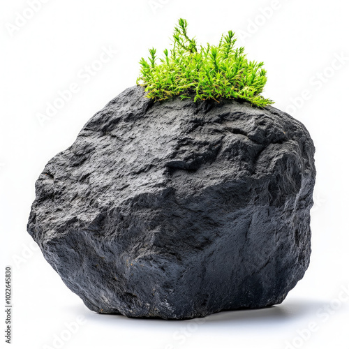Rock Moss Isolated