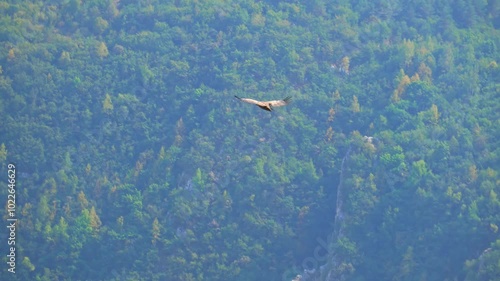 Wallpaper Mural Griffon vulture with large wingspan flying over the beautiful Uvac river canyon with green water in the Uvac special nature reserve in Serbia Torontodigital.ca
