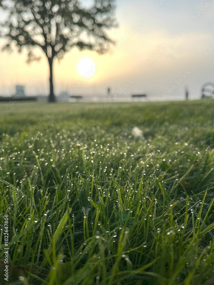Obraz premium Morning dew on grass with a soft sunrise in the background, creating a peaceful and serene atmosphere in a park setting. The silhouette of a tree and benches enhance the calm, natural scene.