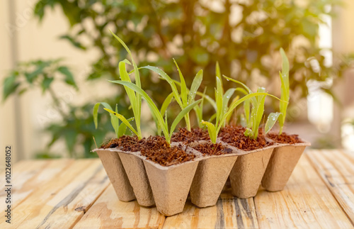 View of seeding plant in pulp pots, disposable on wooden table with blurred background. Recycle concept and environment. photo