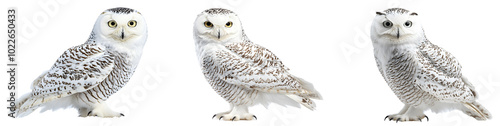 Snowy owl with white feathers enchanting gaze, perfect for wildlife enthusiasts.