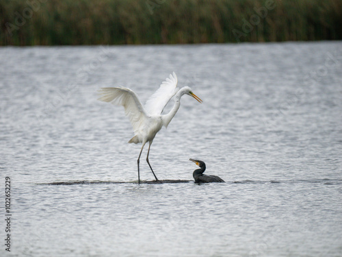  Silberreiher (Ardea alba) und Kormoran (Phalacrocorax carbo) photo