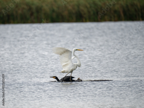  Silberreiher (Ardea alba) und Kormoran (Phalacrocorax carbo) photo