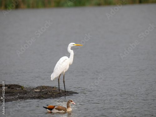  Silberreiher (Ardea alba) und Nilgans (Alopochen aegyptiaca) photo