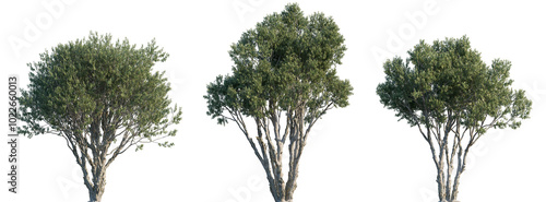 Cuadro en lienzo Melaleuca quinquenervia (broad-leaved paperbark, paper bark tea tree, punk tree