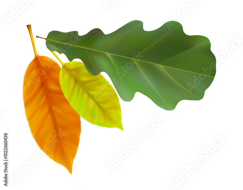 Composition of realistic oak and maple autumn leaves. Yellow, green, red leaves swirl in the wind. Vector illustration