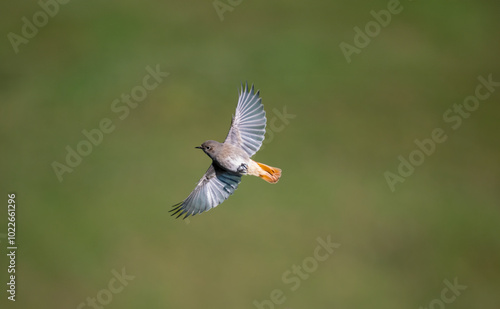 Hausrotschwanz (Phoenicurus ochruros)