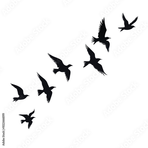 Birds flying silhouette on a isolated white background