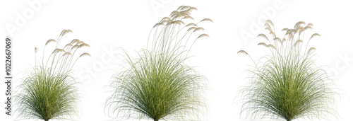 Austroderia richardii (Cortaderia richardii) grass or dwarf pampas grass isolated png on a transparent background perfectly cutout high resolution Poaceae 