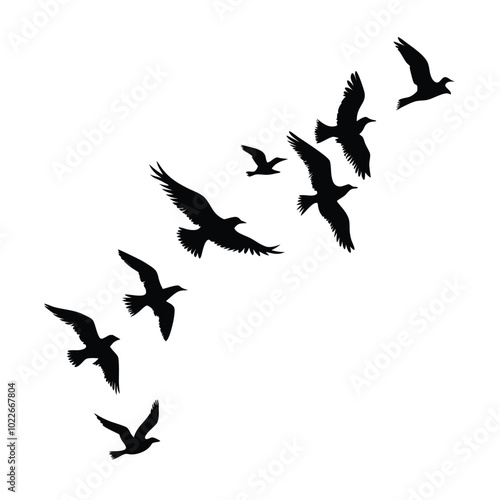 Birds flying silhouette on a isolated white background