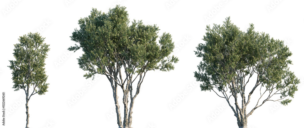 custom made wallpaper toronto digitalMelaleuca quinquenervia (broad-leaved paperbark, paper bark tea tree, punk tree or niaouli) trees set isolated png on a transparent background premium cutout