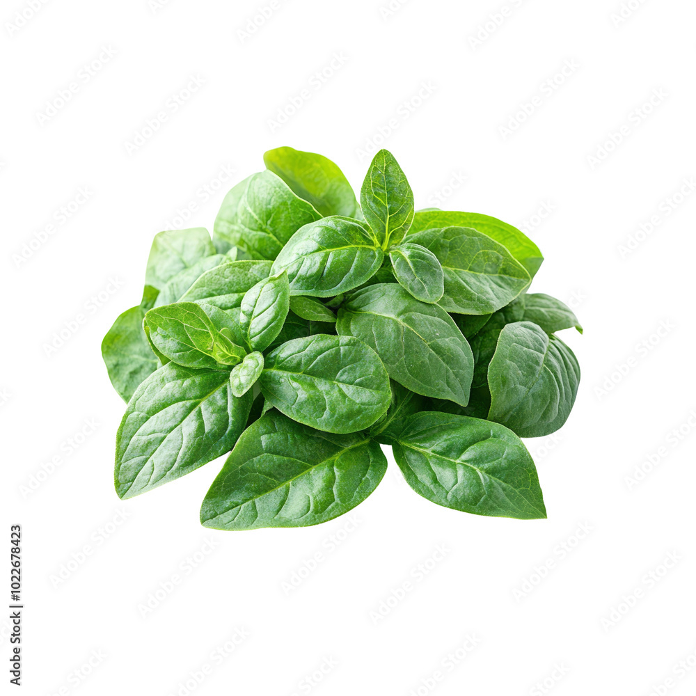 Fresh Green Basil Leaves Isolated on White Background Fresh Green Basil Leaves Isolated on White Background