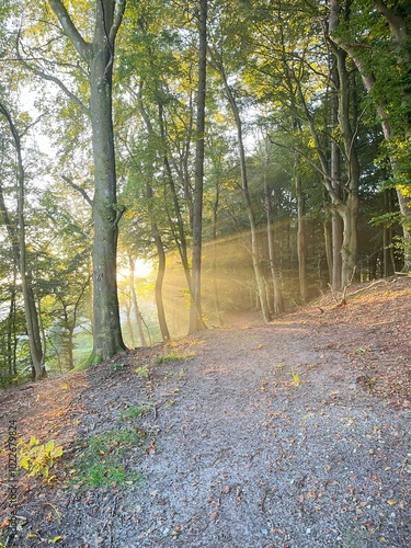 Sunlight streaming through trees onto a gravel forest path, creating a peaceful and serene nature scene. The morning light highlights the beauty of the forest landscape