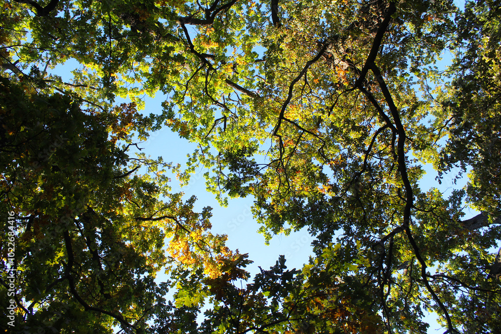 Obraz premium autumn in the park, autumn in the woods