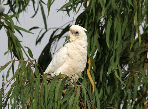 Obraz na plátně Little Corella parrot bird perched on a eucalyptus tree branch in Australia