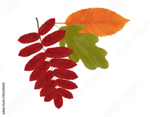 Composition of realistic oak, rowan and aspen autumn leaves. Red, green, orange flying fall vibrant leaves. Vector illustration