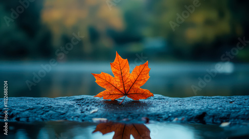 Broken Maple Leaf on Basalt Stone in Smoky Water