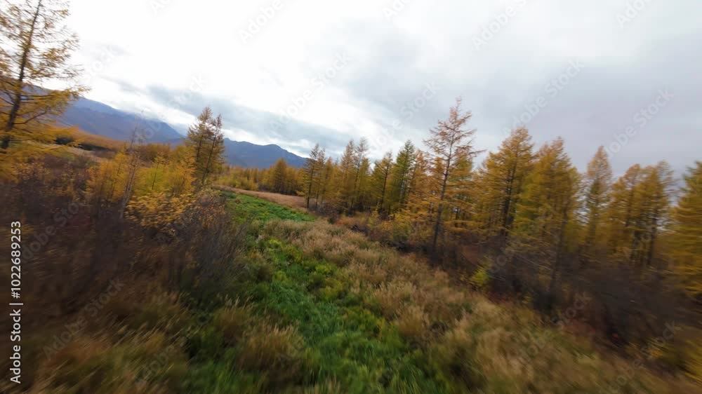 Experience the breathtaking beauty of autumn as a drone glides over golden larch trees and lush green meadows against a backdrop of majestic mountains. Experience the breathtaking beauty of autumn as a drone glides over golden larch trees and lush green meadows against a backdrop of majestic mountains.